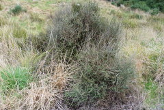 Olearia bullata