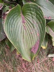 Hosta