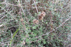 Olearia bullata
