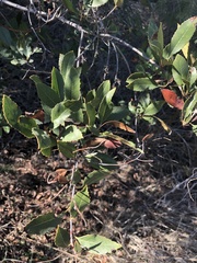 Heteromeles arbutifolia