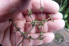 Olearia bullata