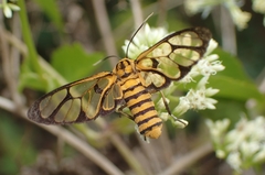 Amata grotei