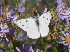 Pontia occidentalis