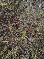 Eriogonum fasciculatum