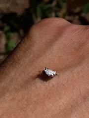 Micrathena saccata