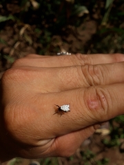 Micrathena saccata