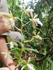 Epidendrum exasperatum