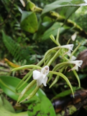 Epidendrum lacustre