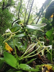 Epidendrum lacustre