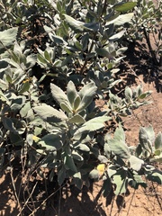 Eriodictyon crassifolium