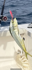 Coryphaena
