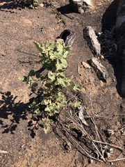 Malacothamnus fasciculatus