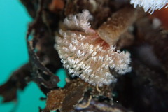 Schizobranchia insignis