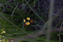 Diuris brevis