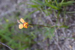 Diuris brevis