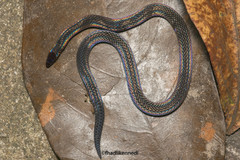 Pseudorabdion longiceps