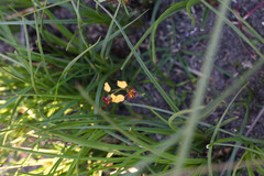 Diuris brevis