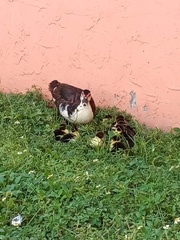 Cairina moschata domestica