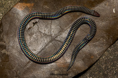 Pseudorabdion longiceps