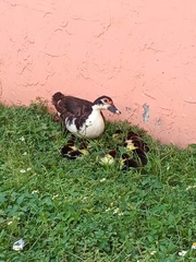 Cairina moschata domestica