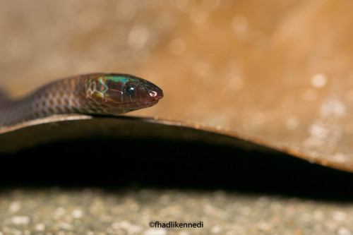 Cantor's Dwarf Reed Snake (Pseudorabdion longiceps) - Snakes and Lizards