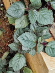 Hemigraphis alternata