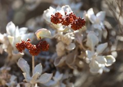 Eriogonum crocatum
