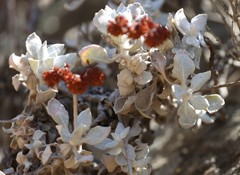 Eriogonum crocatum