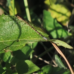 Argia extranea