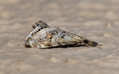 Glaucocharis dilatella