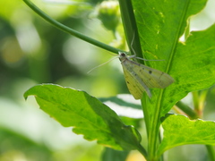 Herpetogramma basalis