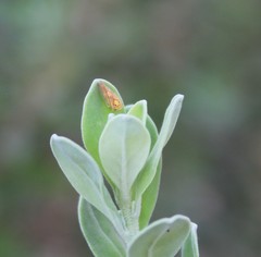 Caladonus coquilletti