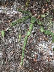 Opuntia drummondii