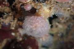 Distaplia occidentalis