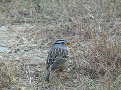 Zonotrichia leucophrys