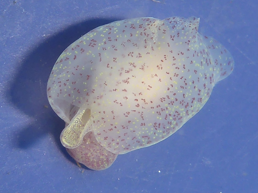 Pacific batwing seaslug