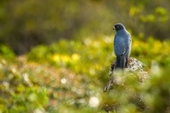 Accipiter haplochrous