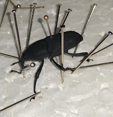 Cactophagus spinolae validus