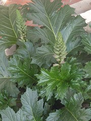 Acanthus mollis