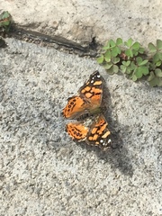Vanessa annabella