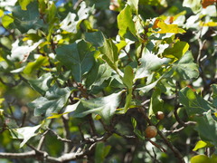 Amphibolips globulus