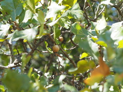 Amphibolips globulus