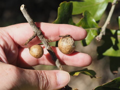 Amphibolips globulus