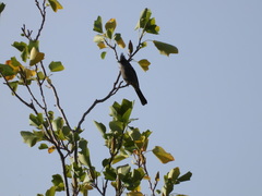 Phainopepla nitens