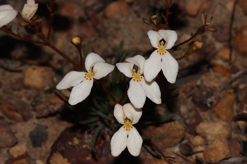 Stylidium paulineae · iNaturalist