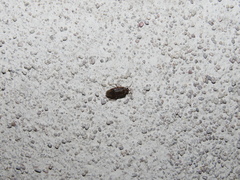 Calocorisca