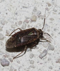 Calocorisca