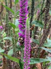Veroniceae