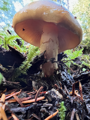 Phlegmacium balteatum