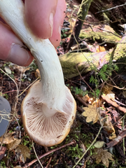 Phlegmacium balteatum